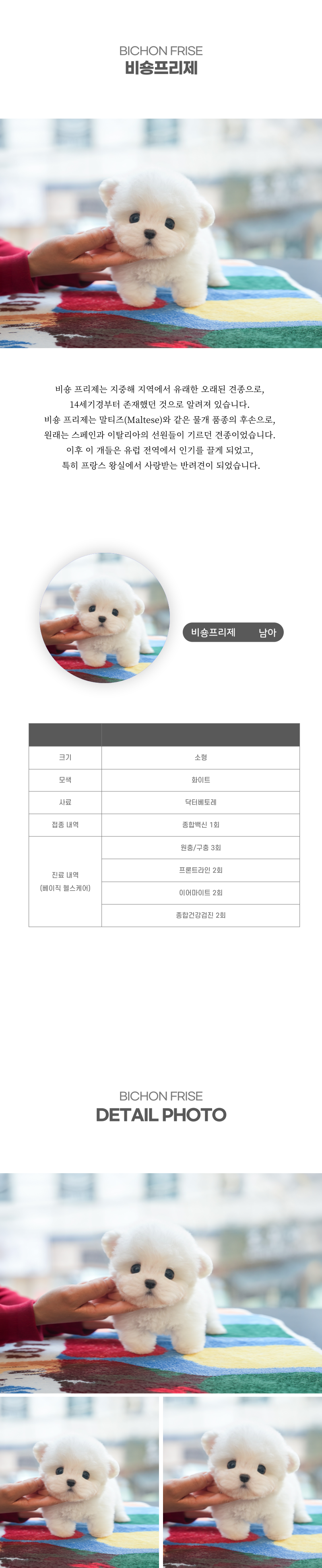 미니비숑_상세이미지_2